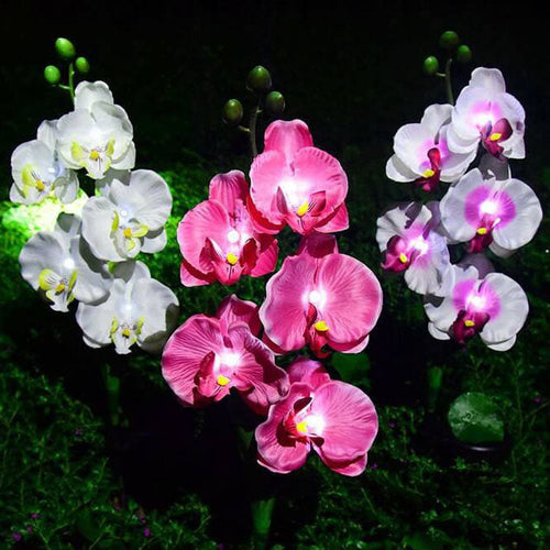 Solar LED Tuinlamp met Zijdeachtige Phalaenopsis Bloemen