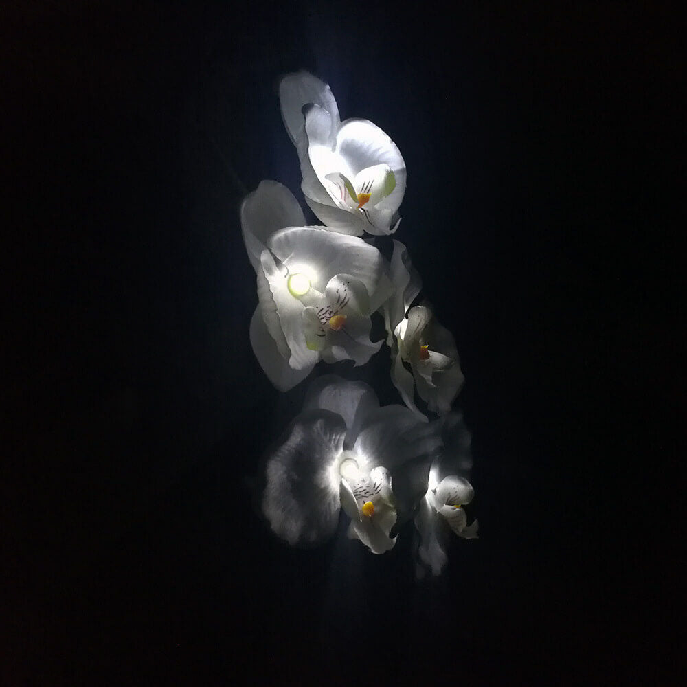 Solar LED Tuinlamp met Zijdeachtige Phalaenopsis Bloemen